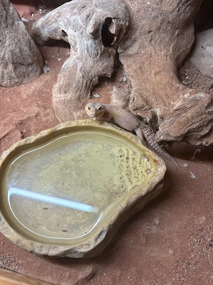 Leopardgecko zu verschenken