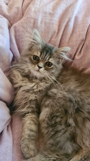 1 Blh Britisch Langhaar kurzhaar Kitten (Kater) Abholbereit 18 Wochen alt