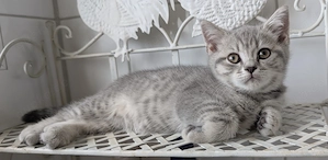 BKH Britisch Kurzhaar Kitten Katzen Kätzchen 