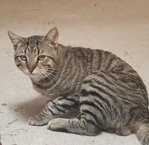 2 Katzenbrüder suchen ein neues zu Hause