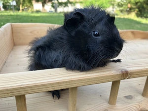 Lustiges Meerschweinchen Rosettenböckchen "Midnight" sucht ein neues Zuhause