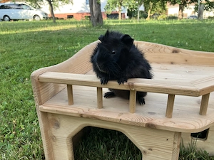 Lustiges Meerschweinchen Rosettenböckchen "Midnight" sucht ein neues Zuhause Bild 3