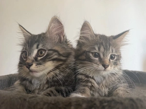 4 kitten suchen ein zuhause