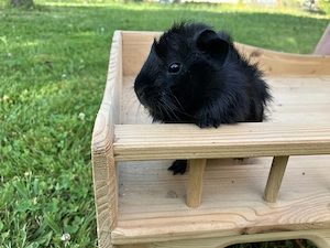 Lustiges Meerschweinchen Rosettenböckchen "Midnight" sucht ein neues Zuhause Bild 4