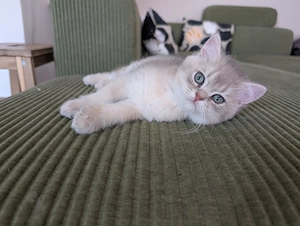 Bkh BLH Kitten britisch Kurzhaar Langhaar mit Stammbaum Klasse Linien golden shaded