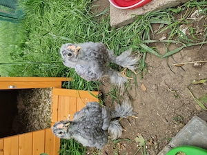 4 junge Brahma Hähne suchen bald eigene Hennen 