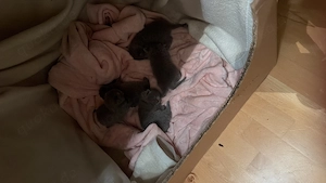 5 BKH Kitten in Blue 