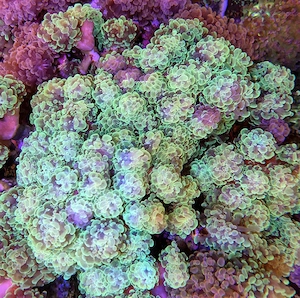 Meerwasser Aquarium Korallen LPS Euphyllia Paraancora 