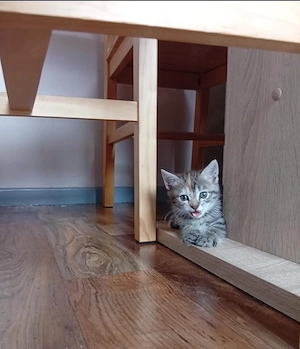 Ekh perser maine coon mix Kitten 