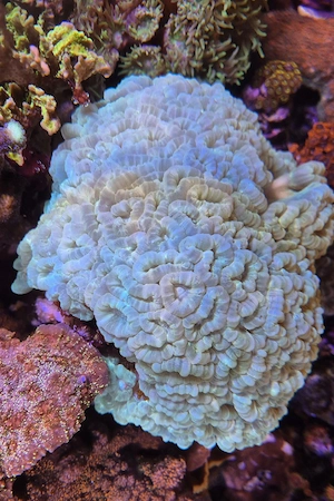 Meerwasser Aquarium Korallen LPS Caulastraea furcata Flötenkoralle, Fingerkoralle