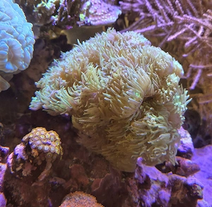 Meerwasser Aquarium Korallen LPS Bartkoralle