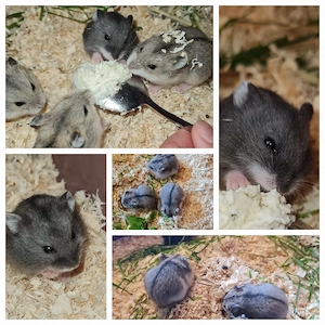 Zwerghamster Hamster