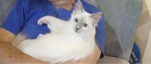 Wunderschöne Heilige-Birma-Katze sucht liebevolles Zuhause 