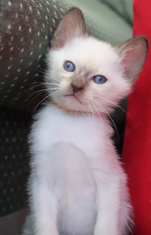 Thaikitten suchen neuen Kuschelplatz