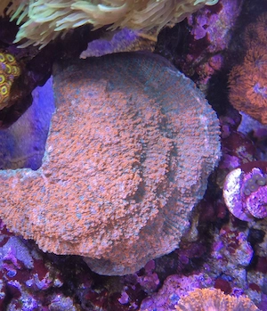 Meerwasser Aquarium Korallen sps lps Chalice rot