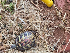Landschildkröte ca 3 jung mit Ausweis
