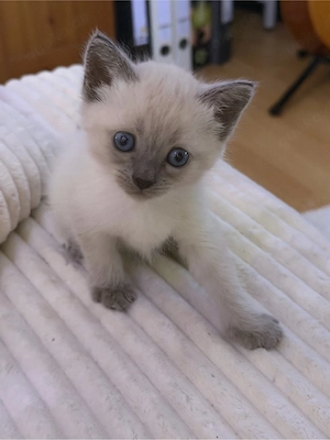 Siam Karthäuser Mix Kitten