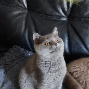BKH Katerchen in Blau abgabebereit