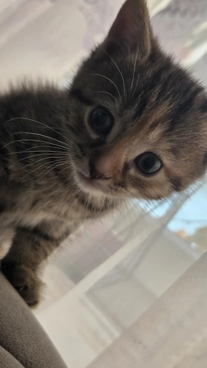 babykatzen