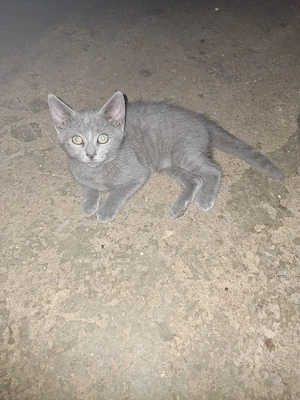 Baby Katzen 