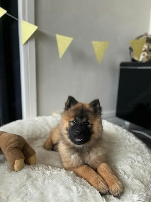 Eurasier-Welpen verstehen sich gut mit Kindern und anderen Haustieren.