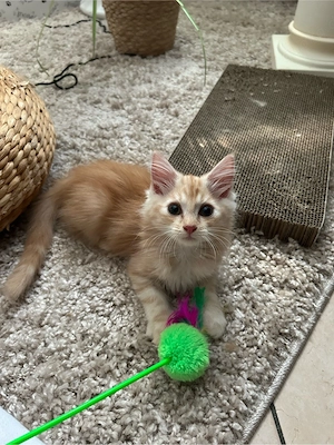Mainecoon Mix kater robin 