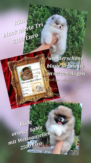 Traumhafte Zwergspitz (Pomeranian) Rüden vom Züchter in exotischen Farben