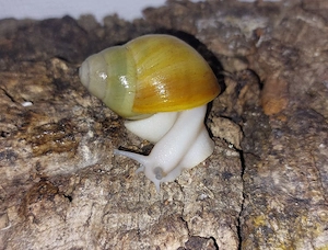 Ovum Albina, Achatschnecken Jungtiere Bild 2
