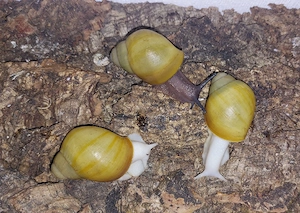 Ovum Albina, Achatschnecken Jungtiere