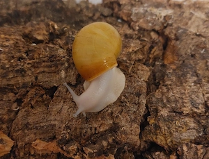 Ovum Albina, Achatschnecken Jungtiere Bild 3