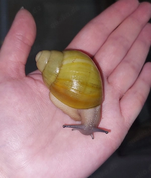 Archachatina marginata Icterica, Achatschnecken Bild 2