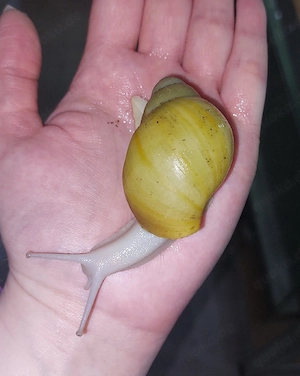 Archachatina marginata Icterica, Achatschnecken Bild 3