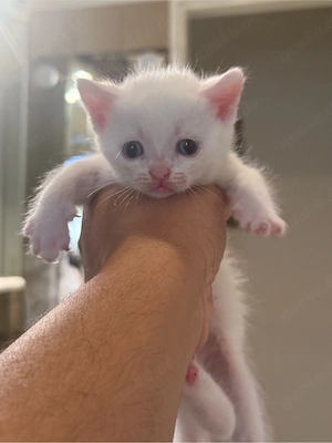Baby Kitten BKH und Europäsch Kurzhaar