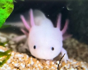 Axolotl Becken