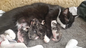 Babykatzen