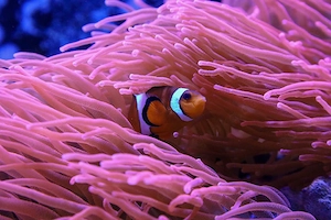 Clownfisch Paar, Anemonenfisch