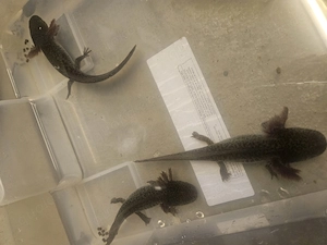 3 Axolotl (Wildlinge) in verantwortungsvolle Hände zu verschenken