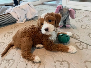 Goldendoodle welpen