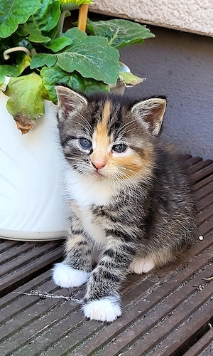 3 süße Katzenkinder zu verkaufen 