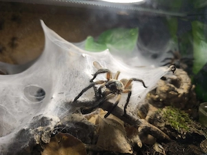 0.0.5 Monocentropus balfouri 