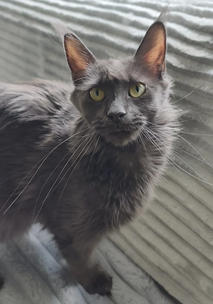 Maine Coon blaue Prinzessin 