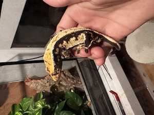 Wunderschönes dark based harlequin Kronengecko Männchen 