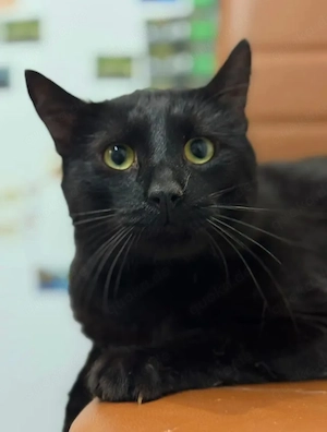 Piciorus Eleganter Mini-Panther sucht Schmusefamilie