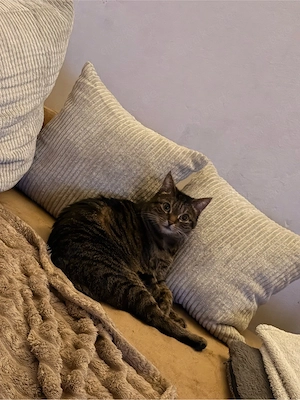 Verschmuste Hauskatze sucht neues Zuhause