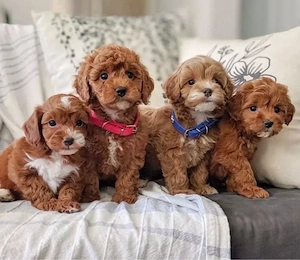 F1 Maltipoo mini welpen