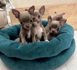 Chihuahua mini Welpen