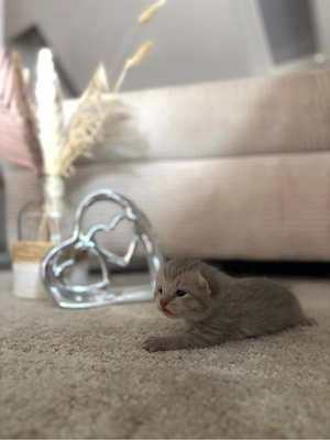 wunderschöne BKH Kitten 