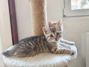 BKH mix Kitten 