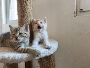 BKH mix Kitten 