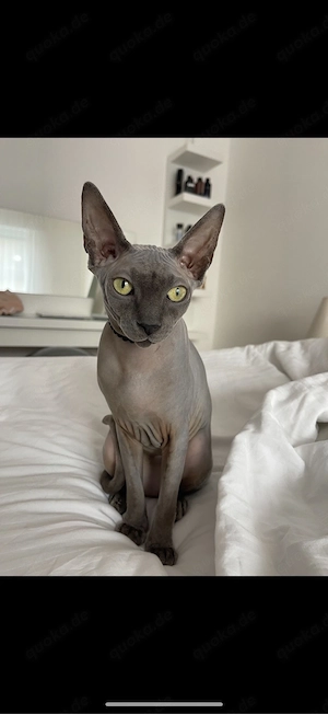 Liebevolle Sphynx katze 